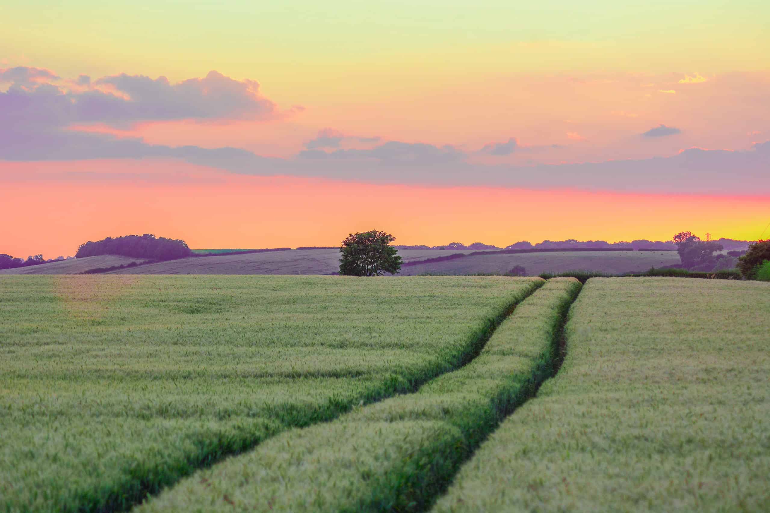 hertsmere fields