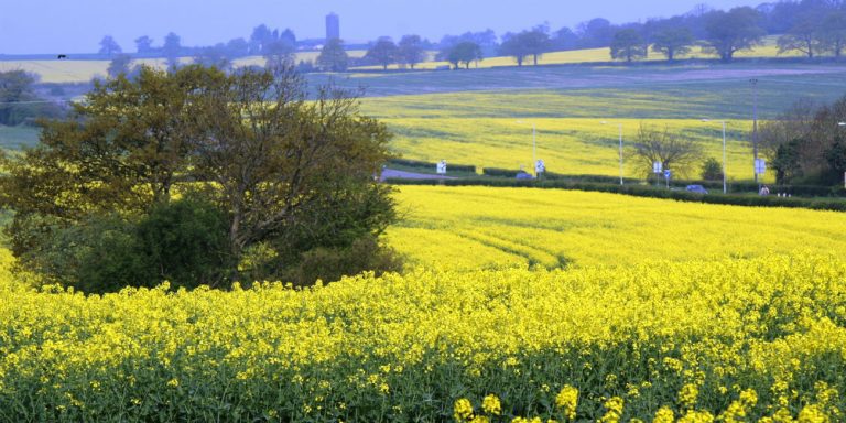 hertsmere flower field