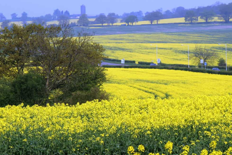 hertsmere flower field